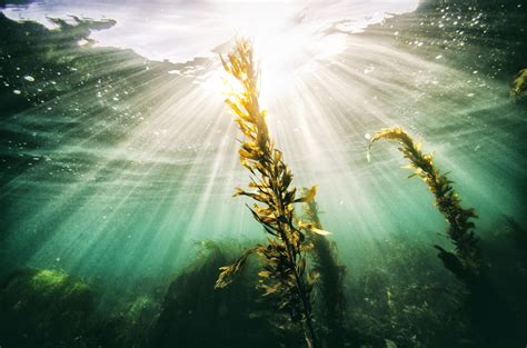 Magical seaweed discovery